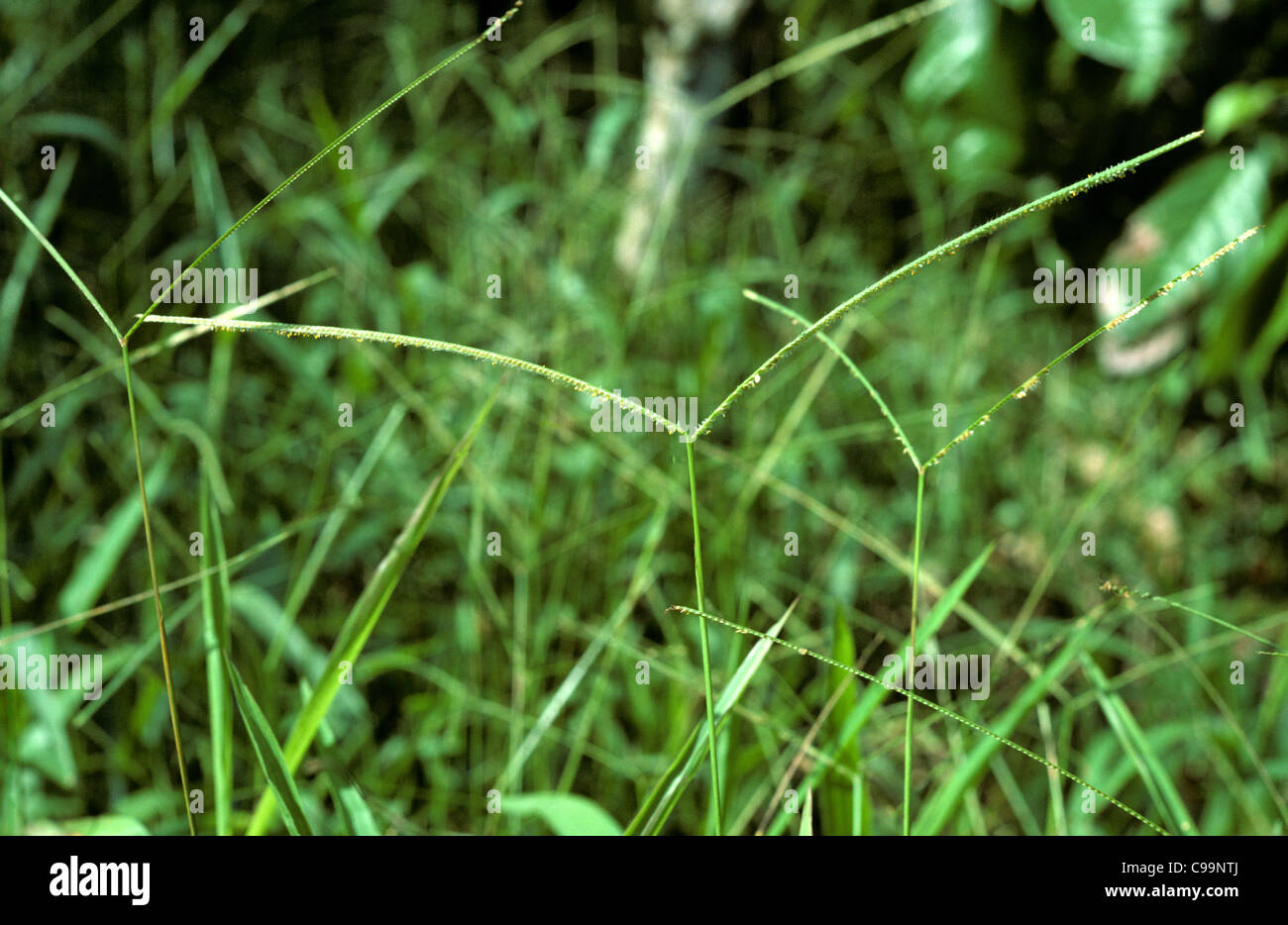 Buffalo grass (Paspalum conjugatum) flowers on tropical grass weed Stock Photo