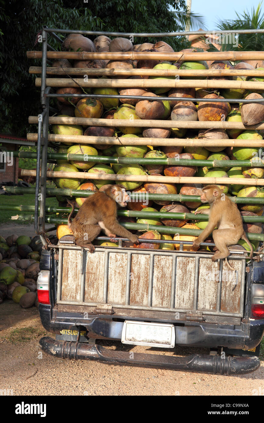 Macaque monkeys sit on the back of a pickup truck full of coconuts