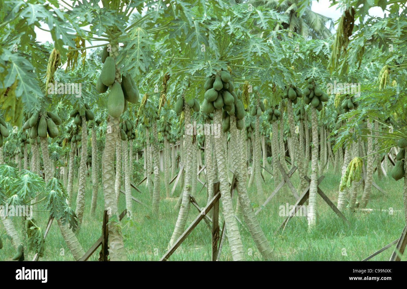 Papaya plantation with fruit, Malaysia Stock Photo Alamy