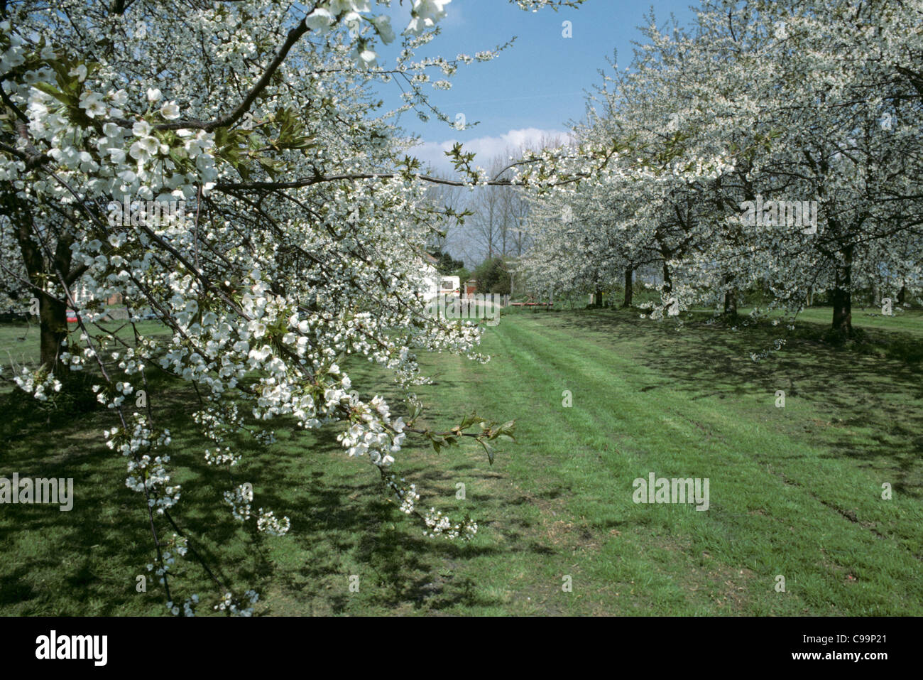 Well established orchard of large cherry trees in full blossom Stock Photo