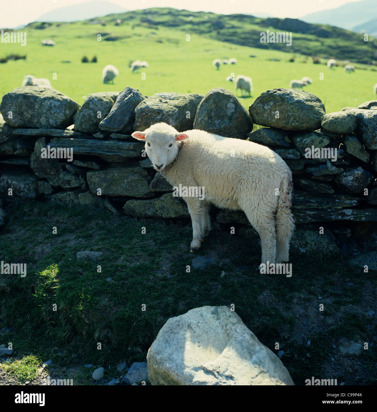 Welsh mountain sheep lamp sheltering by a dry stone wall in Snowdonia, Wales Stock Photo