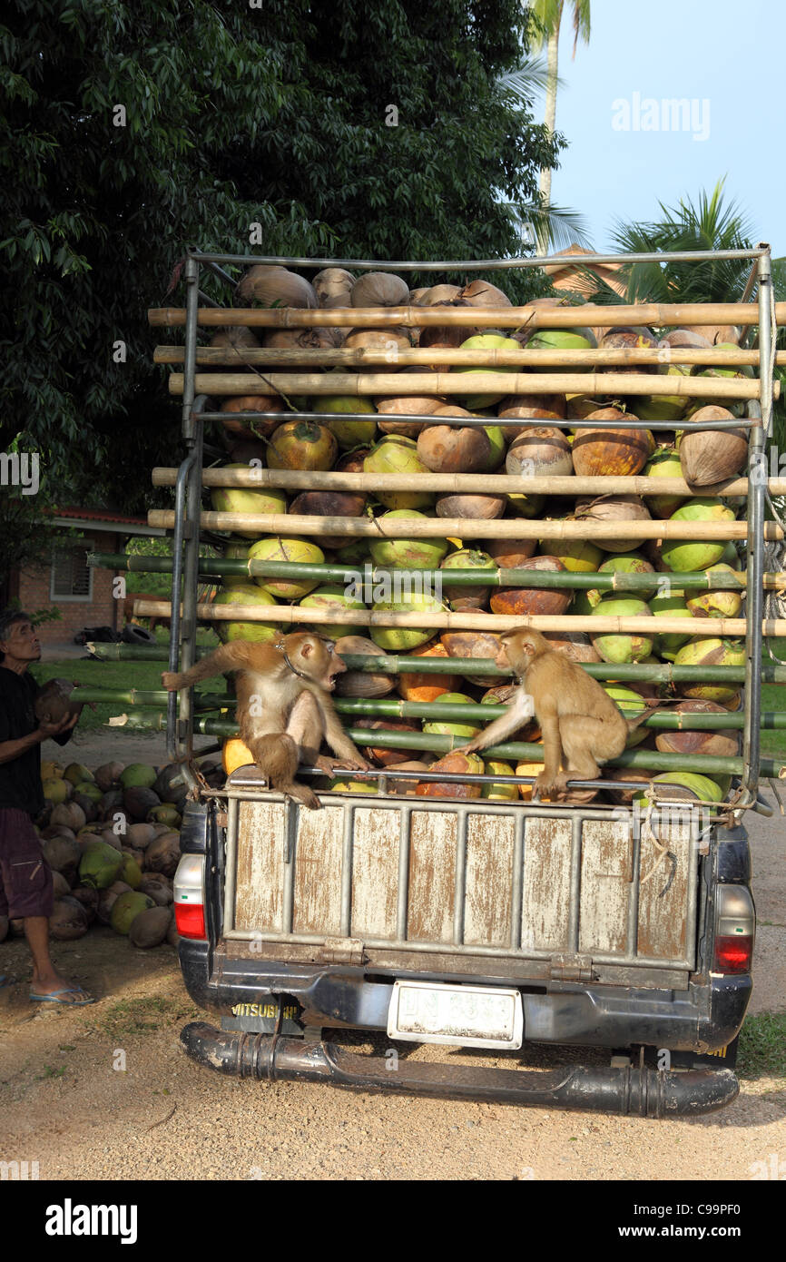 Macaque monkeys sit on the back of a pickup truck full of coconuts
