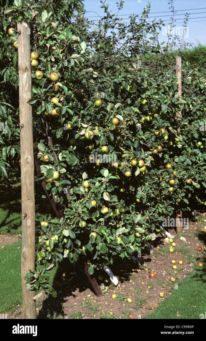 Cordon 'Lord Lambourne' apple in full fruit Stock Photo