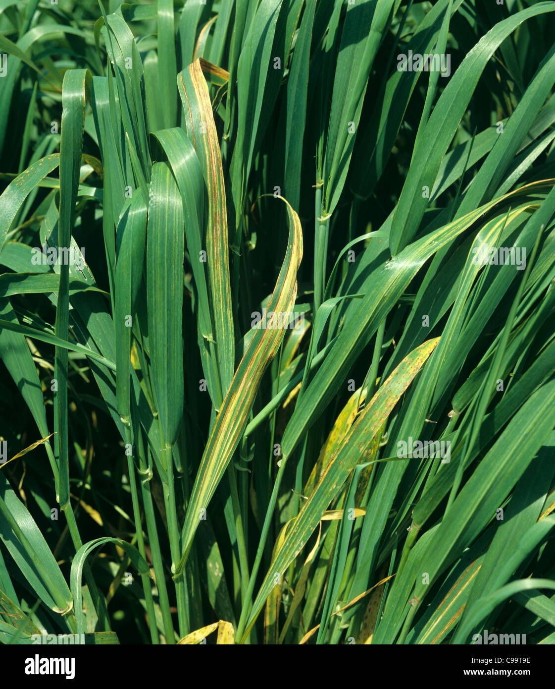 Barley leaf stripe (Pyrenophora graminea) symptoms on barley Stock Photo