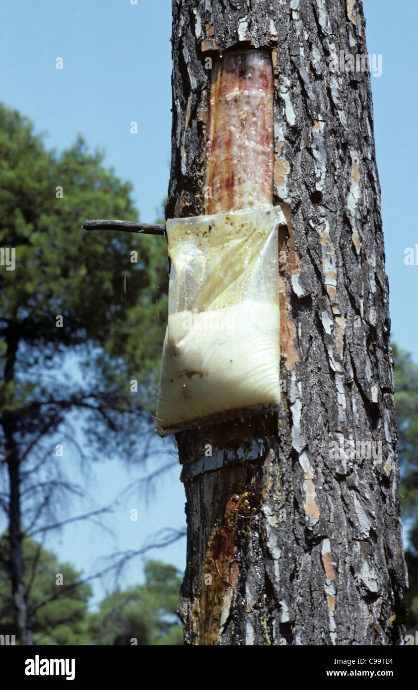 Bag collecting pine resin from the tree, Greece Stock Photo
