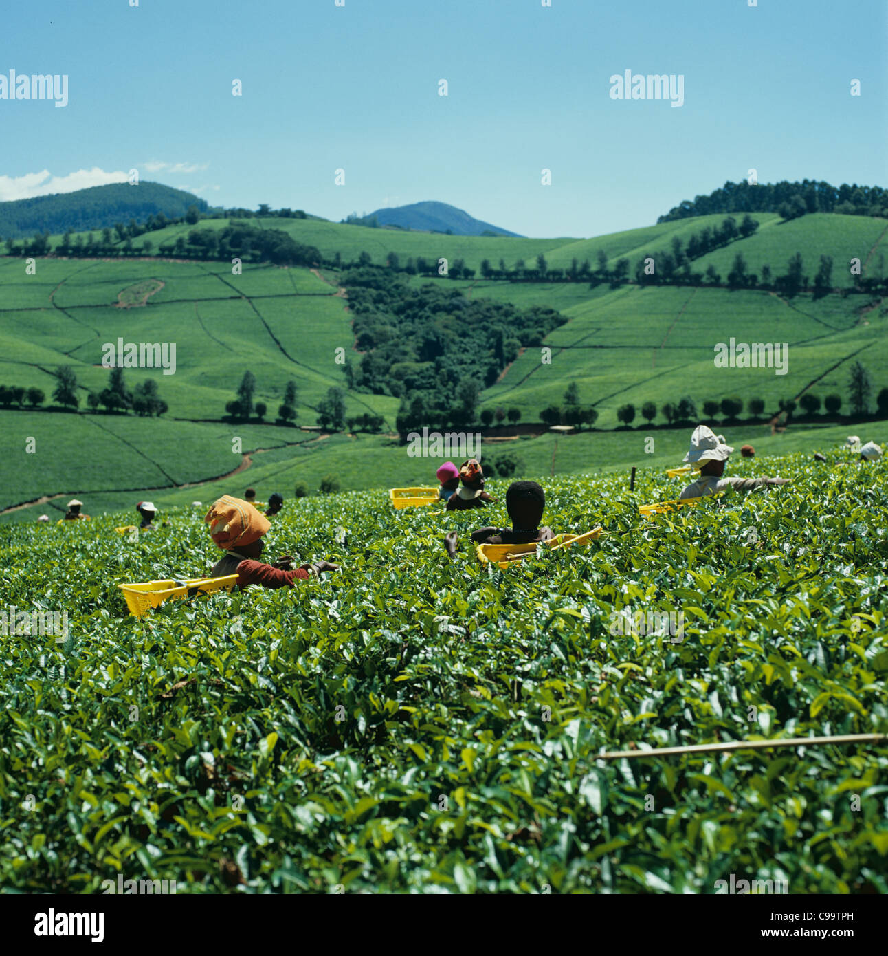 Tea estates with African workers picking tea in the Transvaal, South Africa Stock Photo