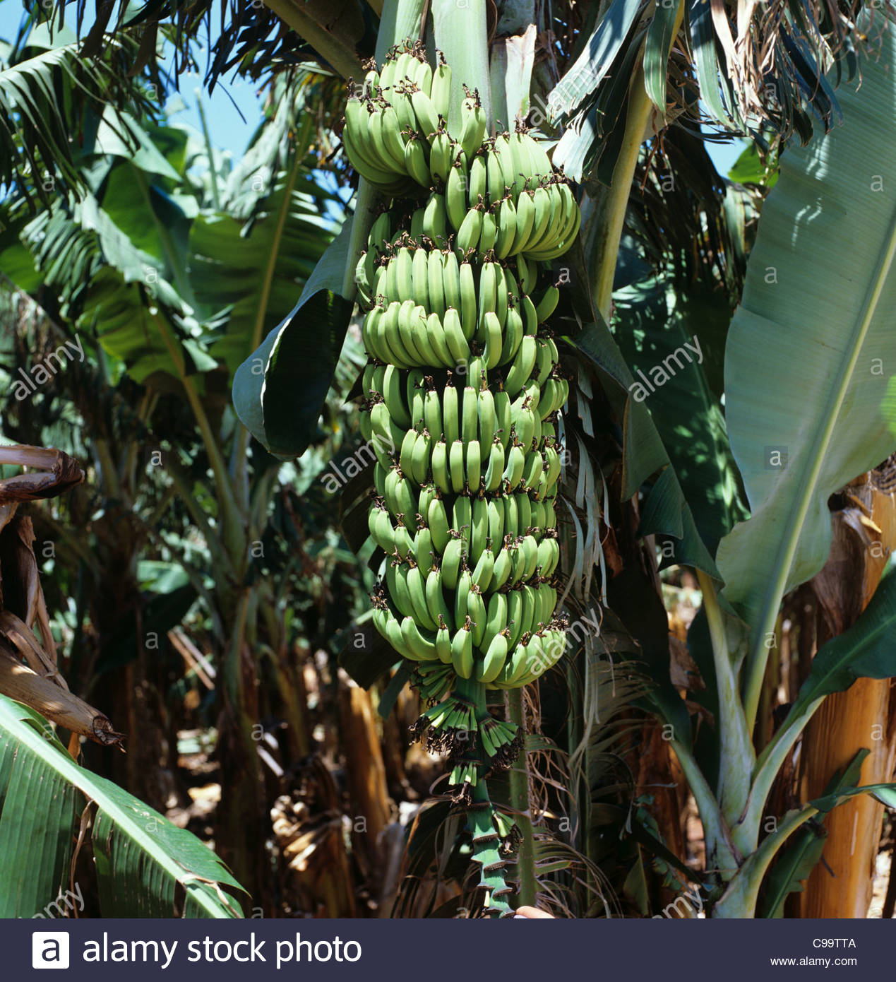 Banana Tree Musa Paradisiaca High Resolution Stock Photography and