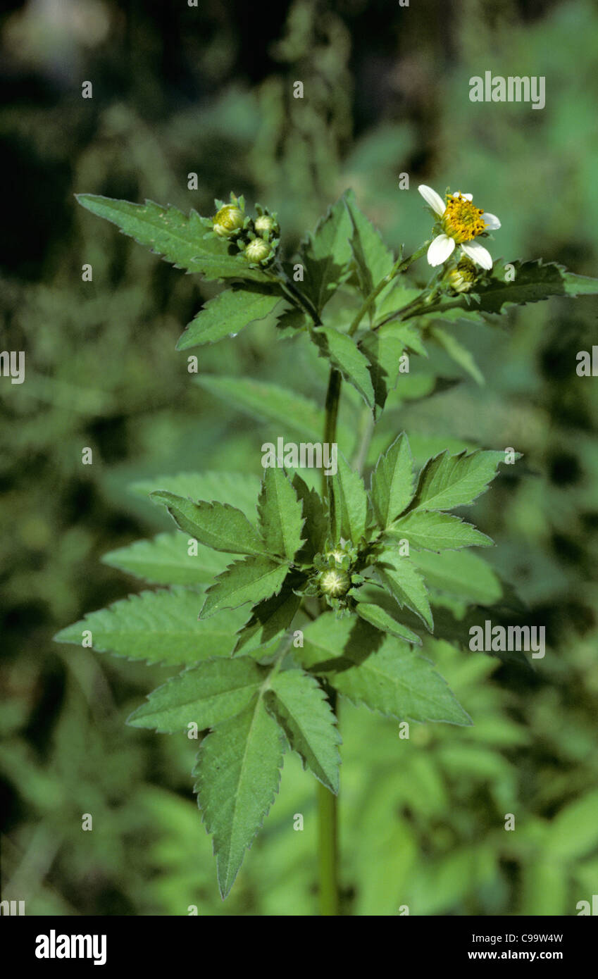 Flowering Spanish needle or black jack (Bidens pilosa), Colombia Stock Photo