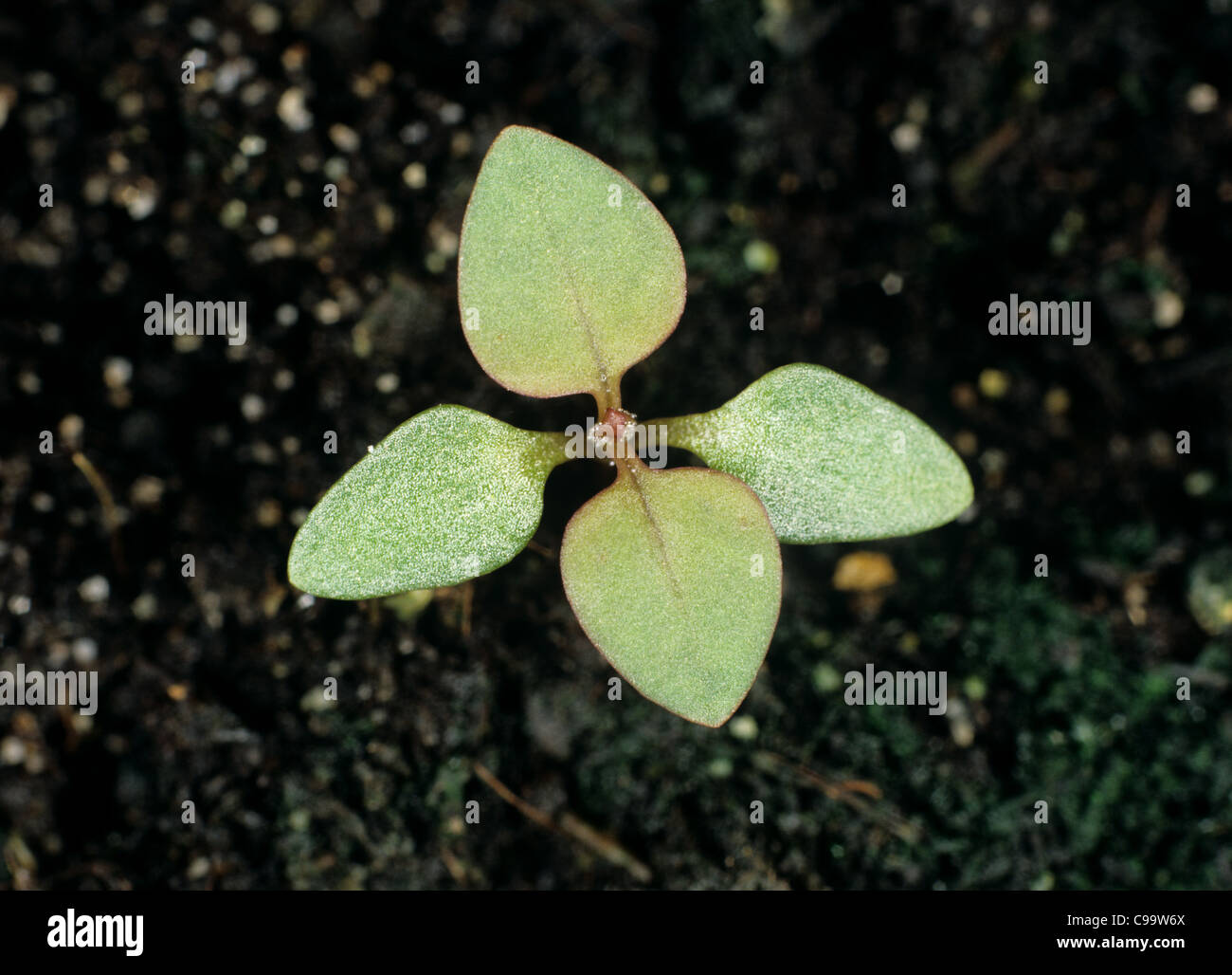 Many-seeded goosefoot (Chenopodium polyspermum) seedling with cotyledons & two true leaves forming Stock Photo