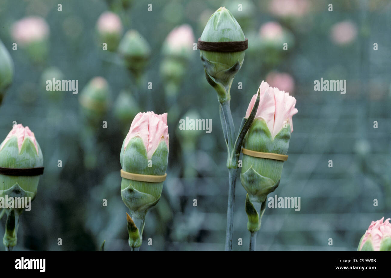 Carnation (Dianthus sp.) flower buds bound by elastic bands to prevent opening, Colombia Stock Photo