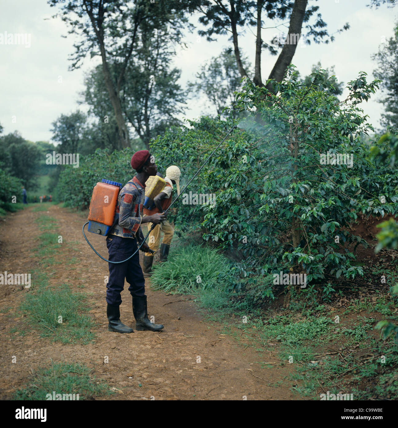 African worker spraying large coffee bushes with a knapsack sprayer, Thika, Kenya Stock Photo