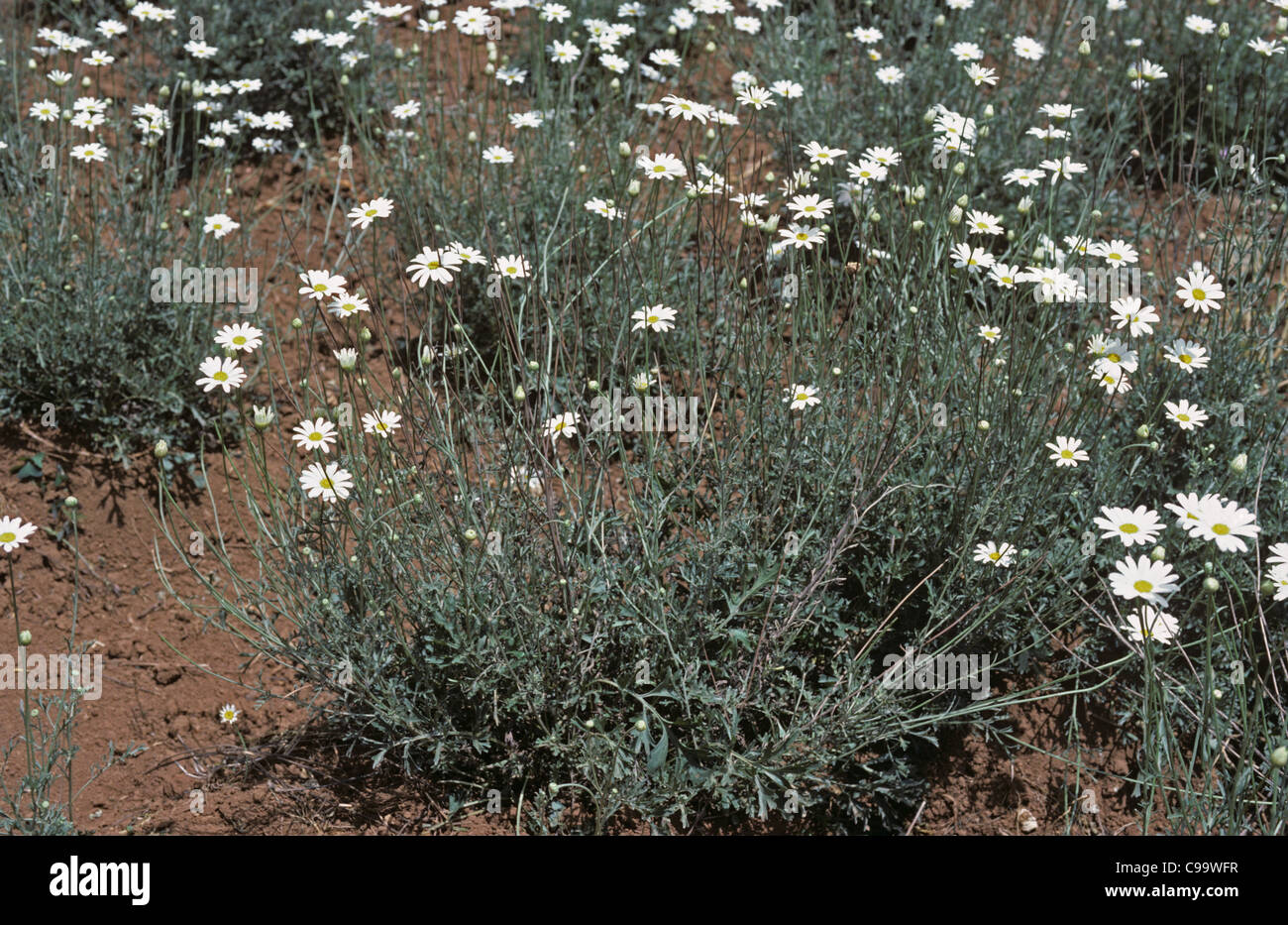 A flowering crop of pyrethrum (Chrysanthemum cinerariifolium) used as a natural insecticide, Kenya Stock Photo