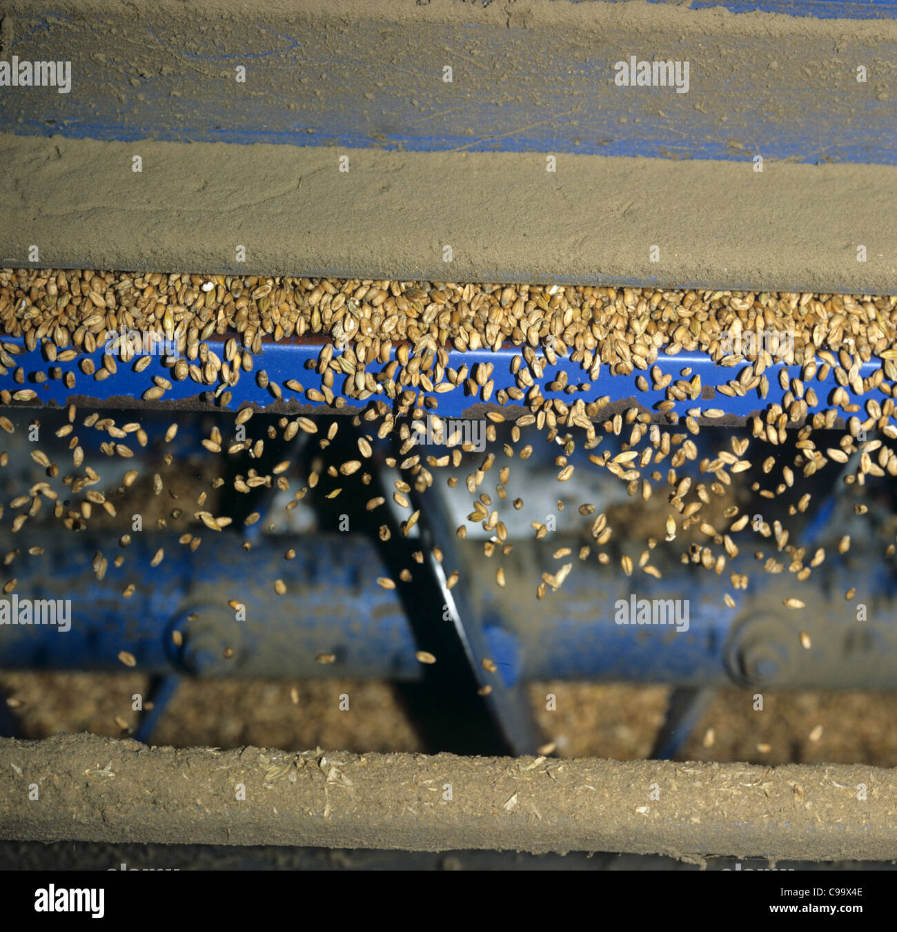 Wheat seed discharging from a grain drier after harvet Stock Photo