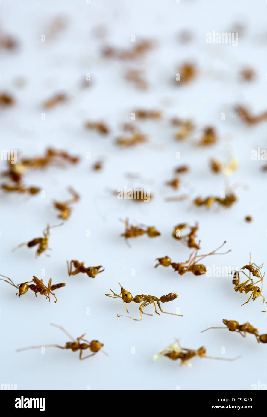 Cooked Weaver Ants - a delicacy in Thailand - An example of the strange ...
