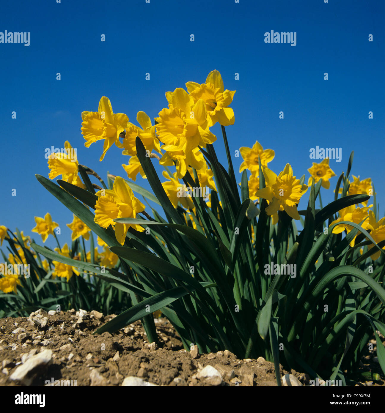 Flowering daffodil crop, yellow against a blue spring sky Stock Photo