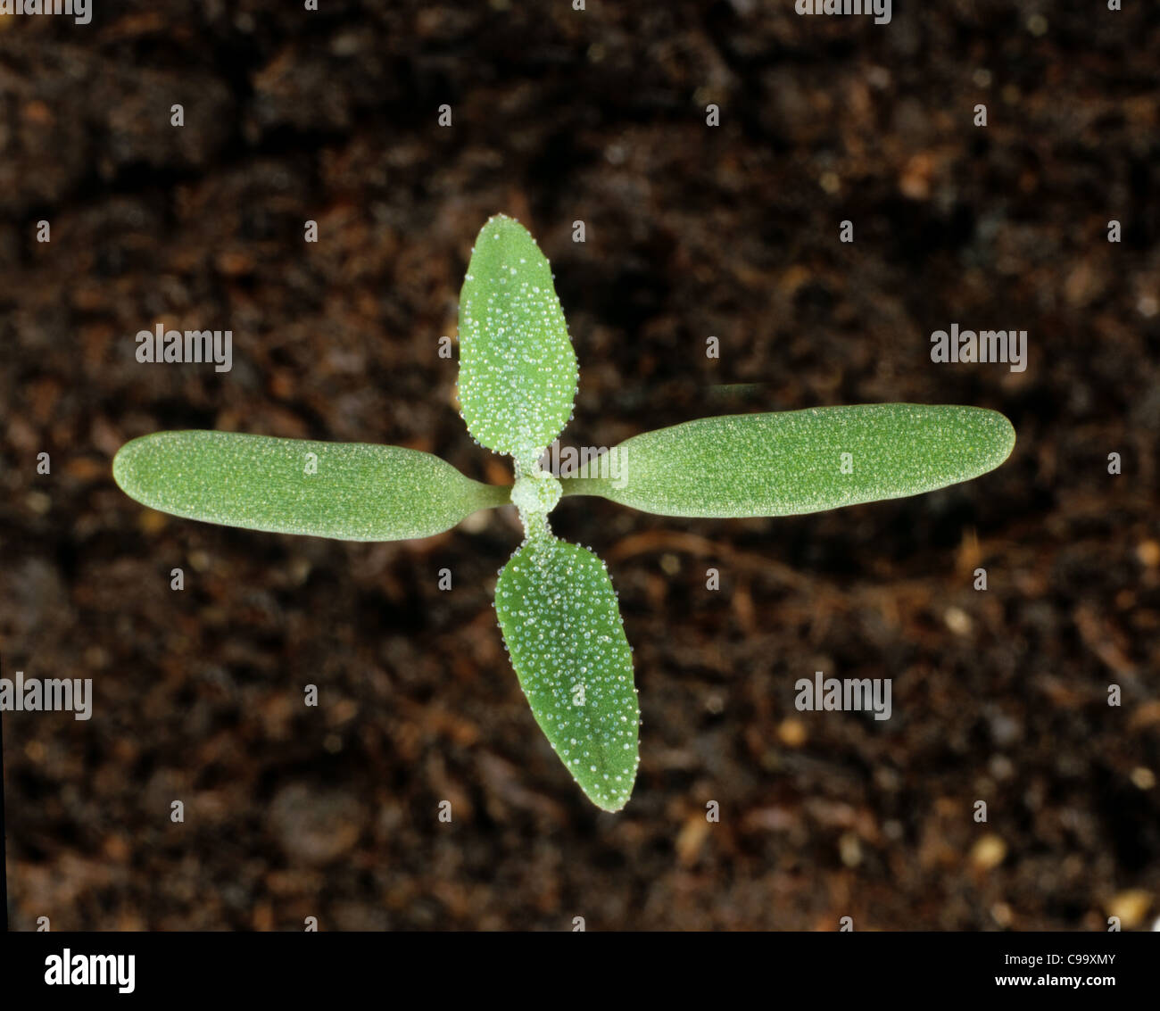 Fat hen (Chenopodium album) seedling with early two true leaves Stock Photo