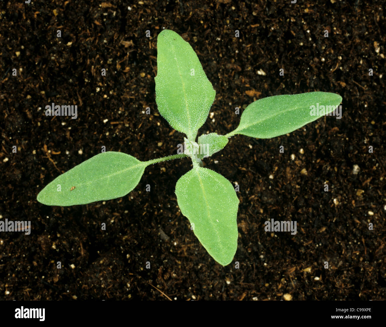 Fat hen (Chenopodium album) seedling with four true leaves forming Stock Photo