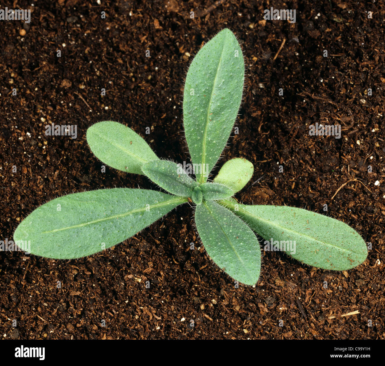 Vipers bugloss (Echium vulgare) seedling with several true leaves Stock Photo