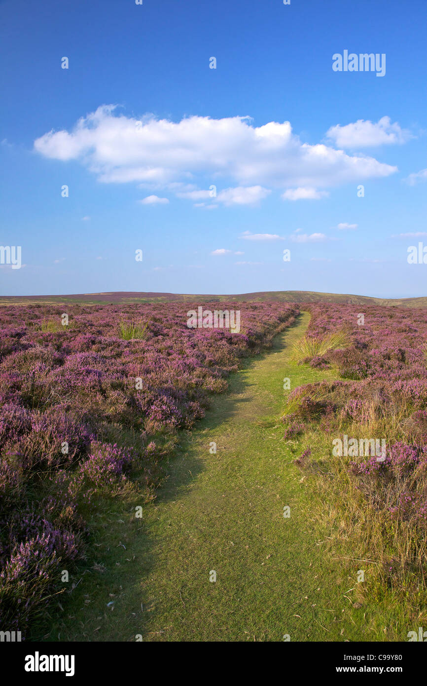 Flowering purple heather on the Long Mynd in August, Church Stretton Hills, Shropshire Stock Photo