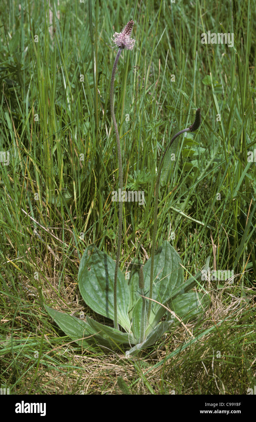 Hoary plantain (Plantago media) leaf rosette and flower spike in grassland Stock Photo