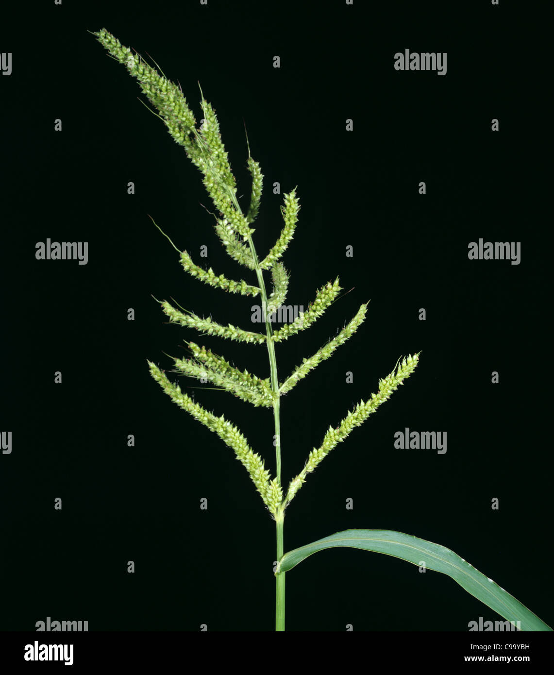 Barnyard Grass (Echinochloa crus-galli) flower spike Stock Photo