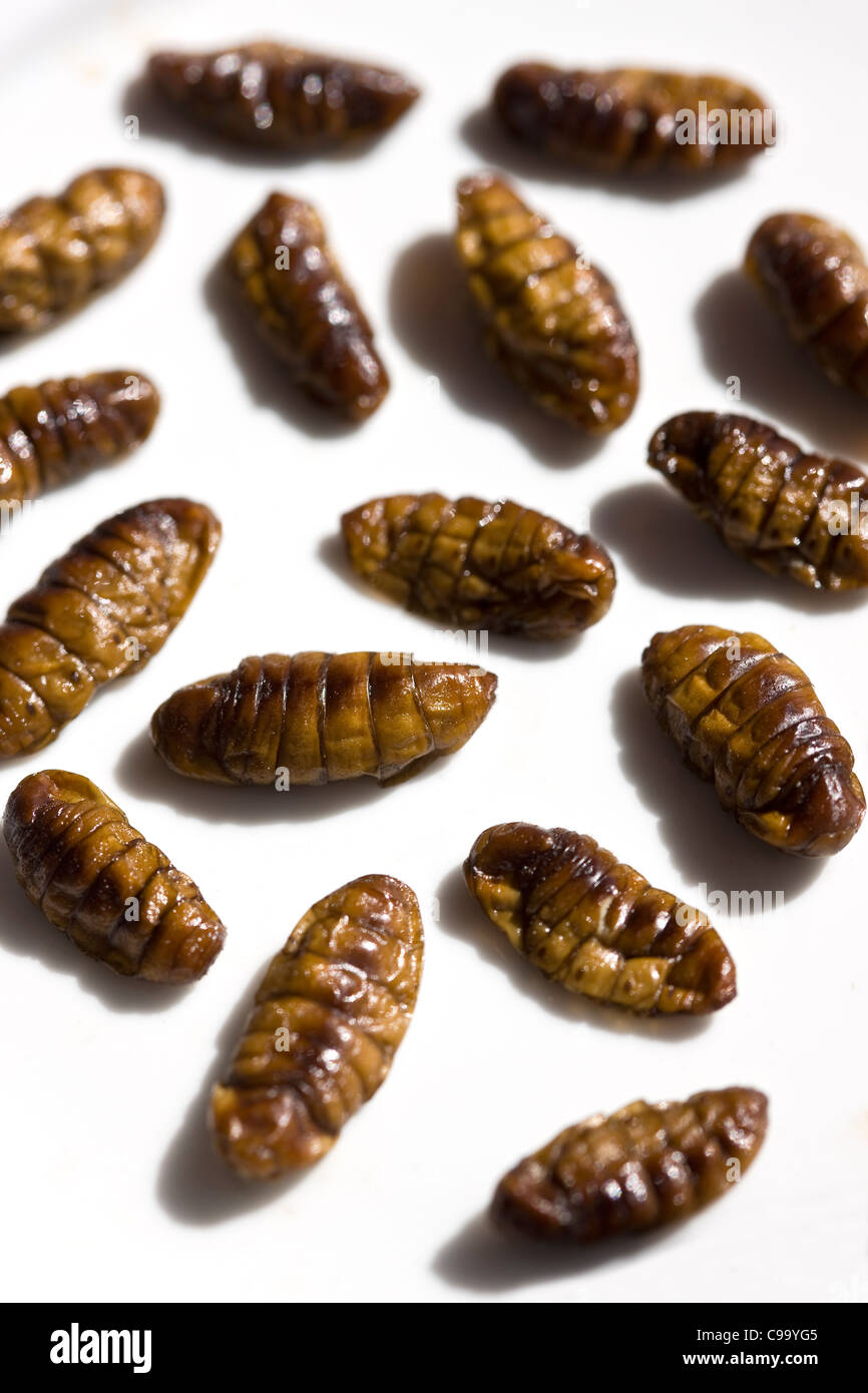 Fried or Cooked Silkworm Larvae sold at street markets in Thailand & parts of Asia -  An example of the strange or weird food eaten by people Stock Photo