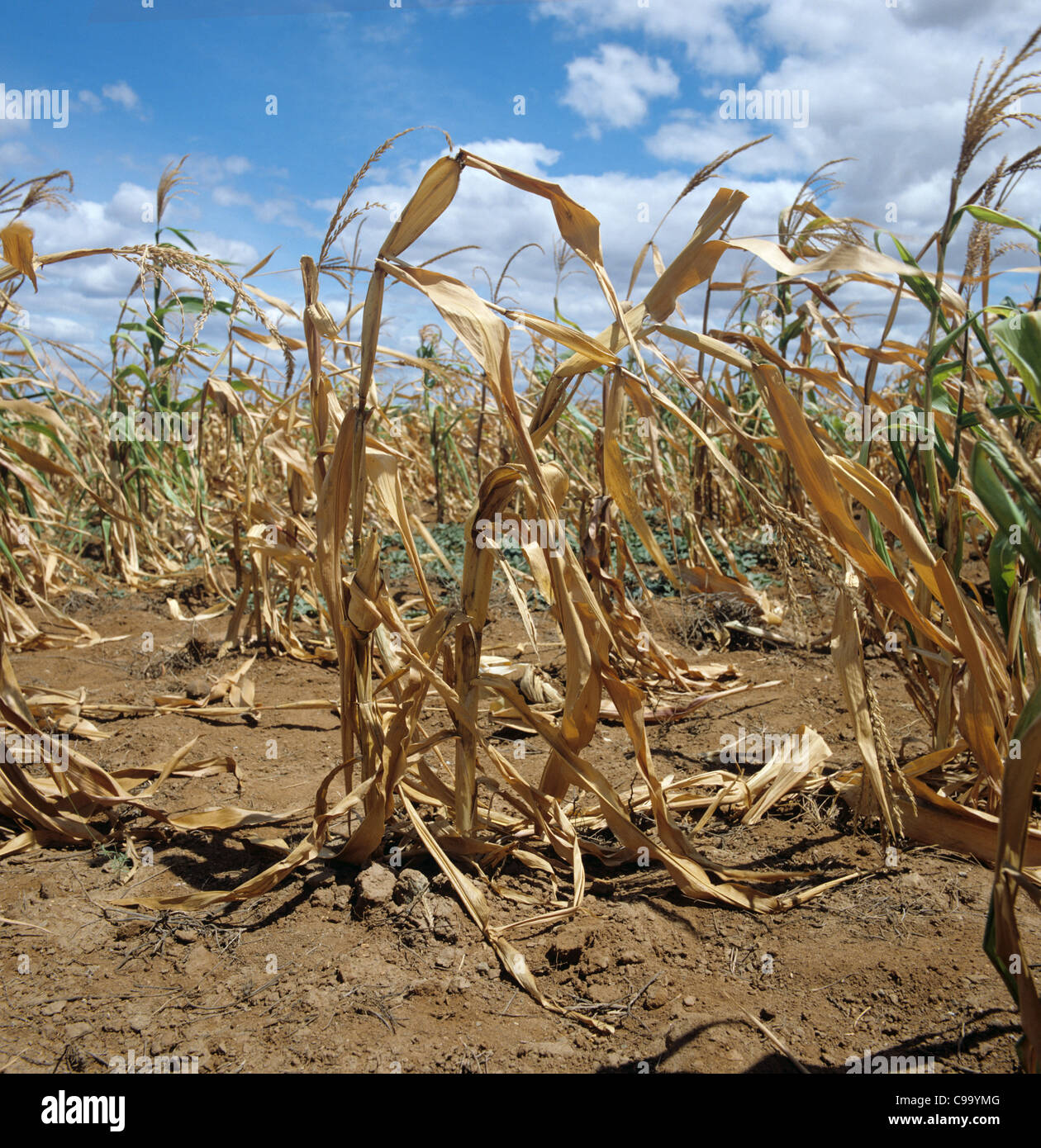 Failing maize, corn, crop struggling to grow in non-irrigated farmland in Tanzania, East Africa Stock Photo