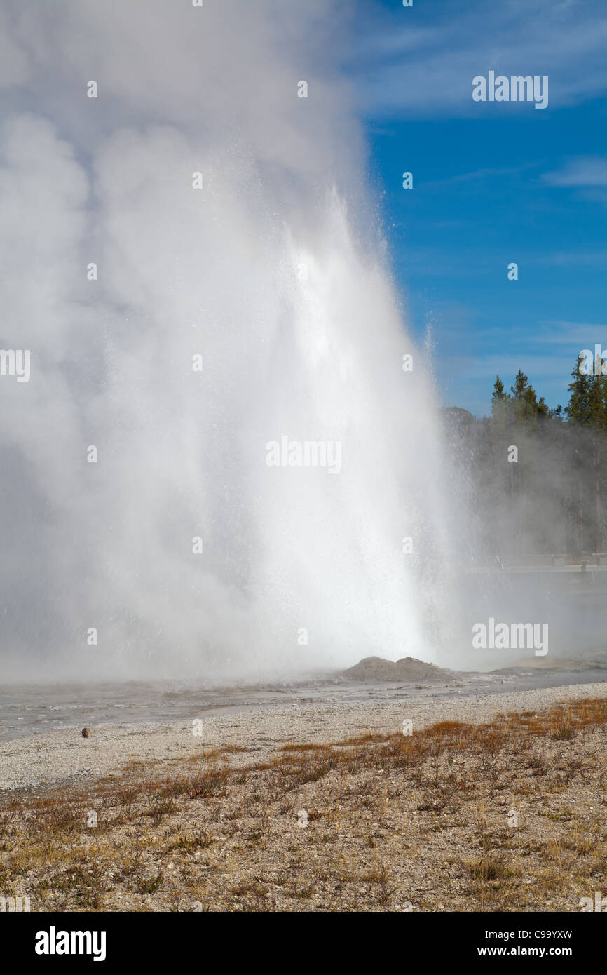 Daisy Geyser is in the Upper Geyser Basin of Yellowstone National Park in Wyoming.  It erupts every 2-4 hours and reaches a height of 75 feet.  It is one of the more predictable geysers in the park. Stock Photo