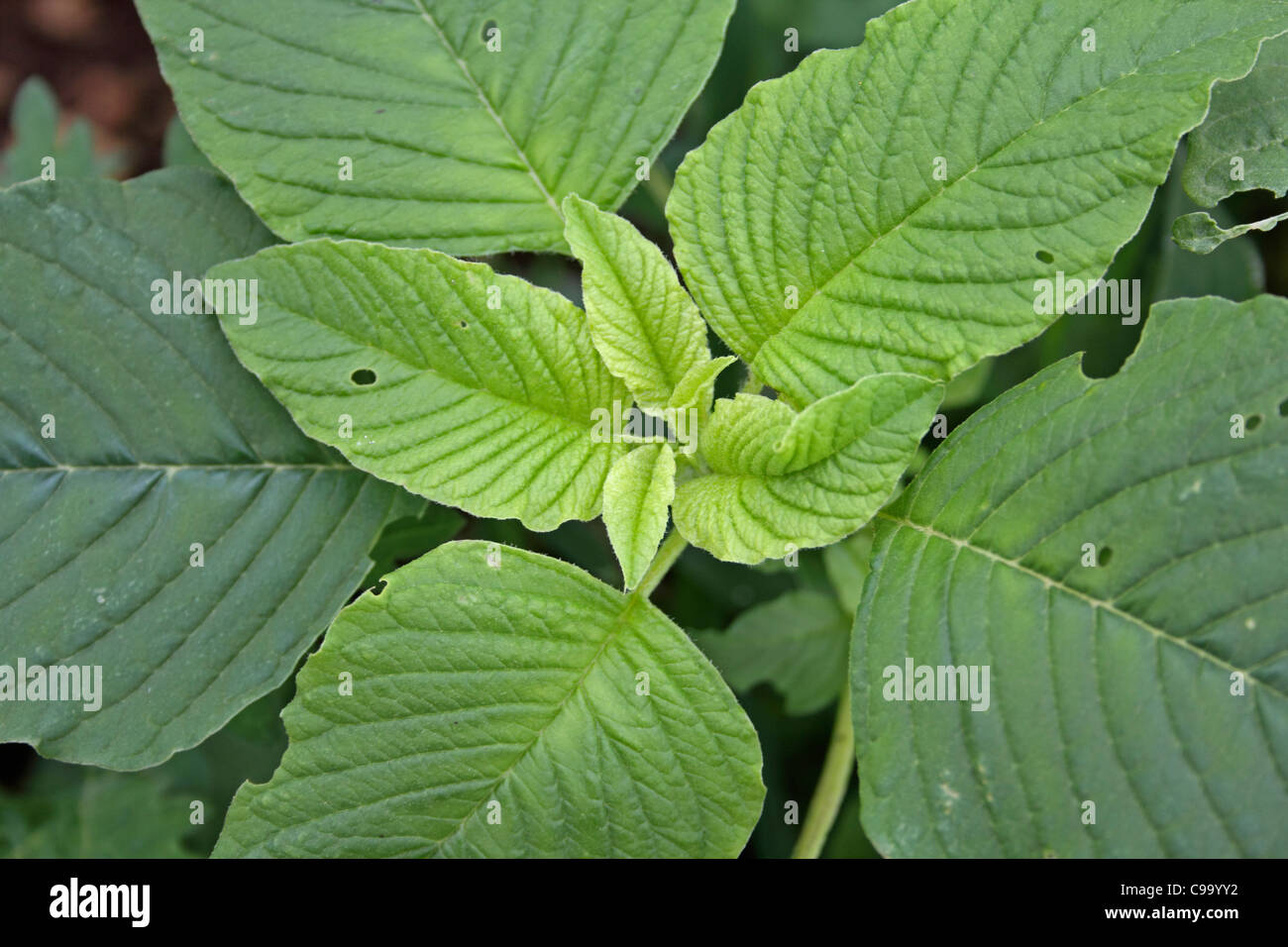 Amaranthus cruentus, Red Amaranth, Grain Amaranth Stock Photo