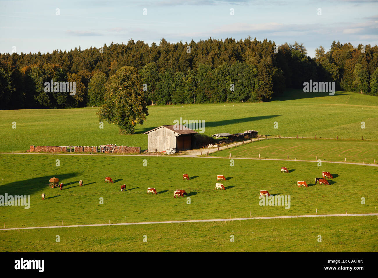 Germany, Bavaria, Upper Bavaria, View of cows grazing near peretshofen Stock Photo