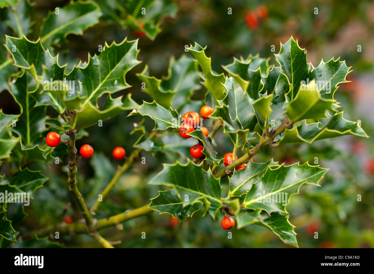 Holly berries hires stock photography and images Alamy