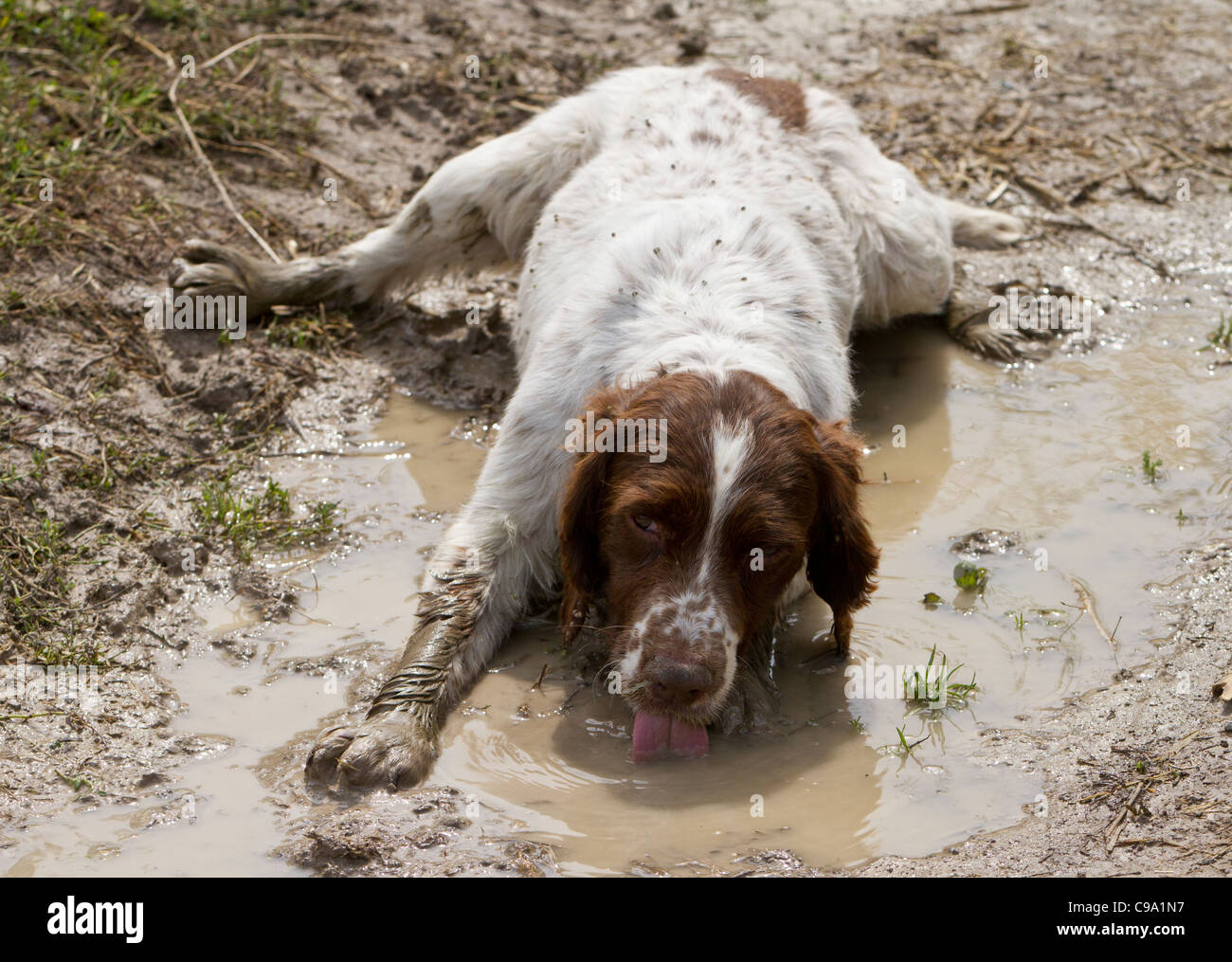 English springer spaniel spreadeagled in a muddy puddle, drinking Stock Photo