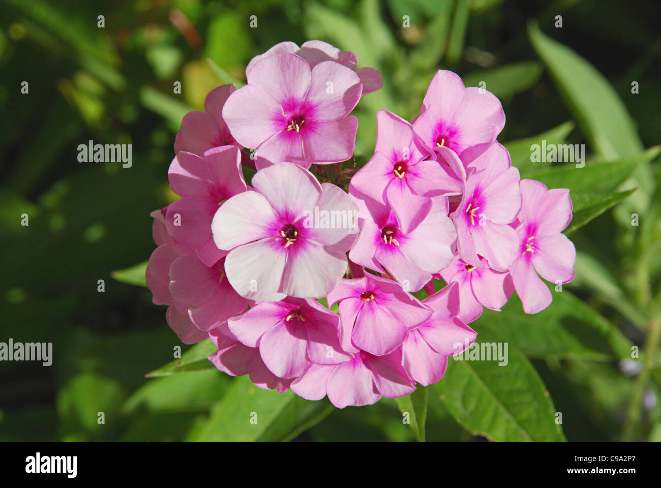 A close up of Hydrangia flower, Leh, Ladakh, Jammu & Kashmir State