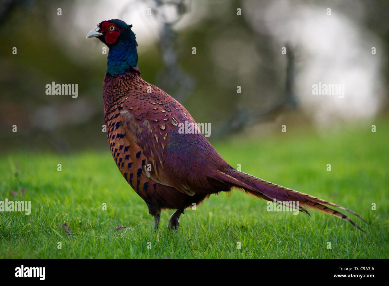 pheasant in field Stock Photo - Alamy