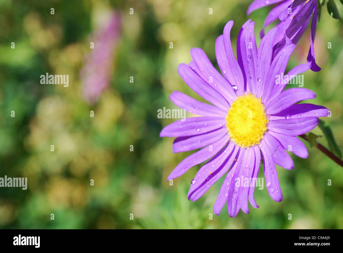 A close up of Aster flower, Leh, Ladakh, Jammu & Kashmir State, India