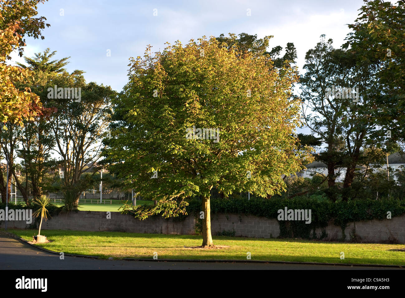 Horse chestnut tree hi-res stock photography and images - Alamy