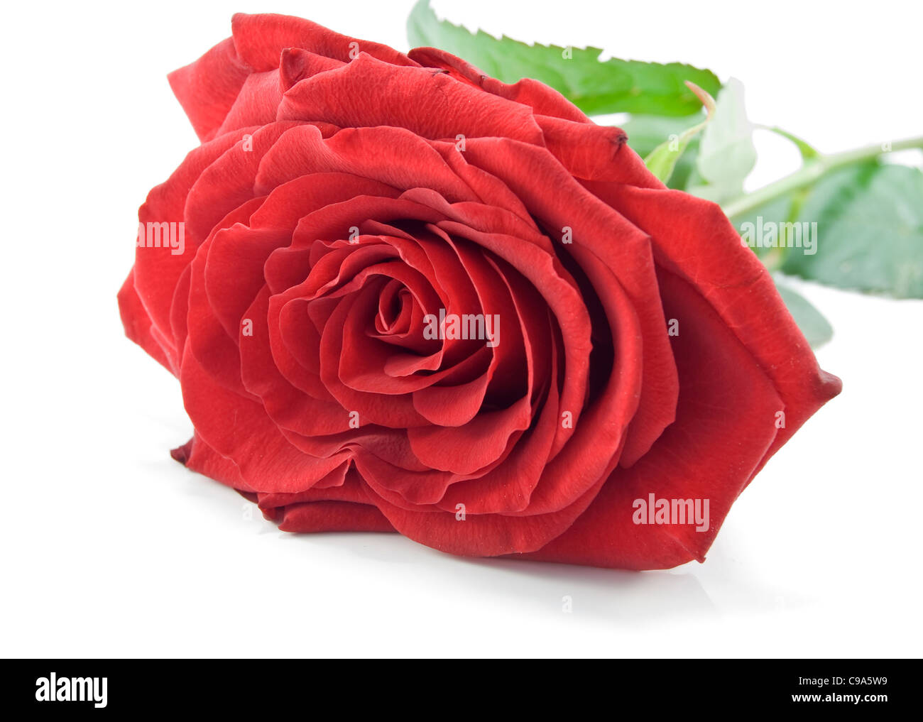 red rose is isolated on white Stock Photo - Alamy