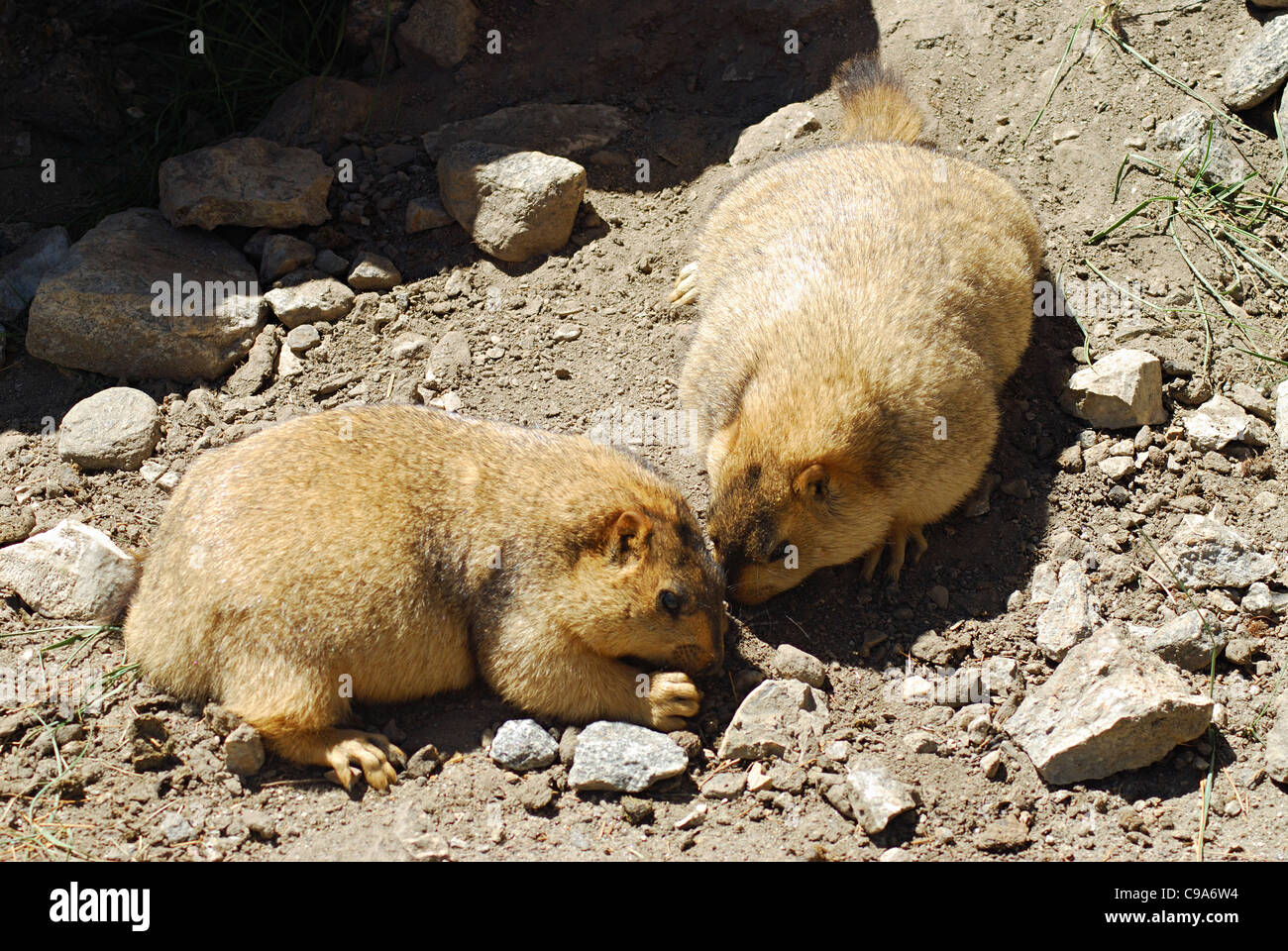 A pair of Himalayan Marmots. Ladakh, Jammu & Kashmir State, India. Stock Photo