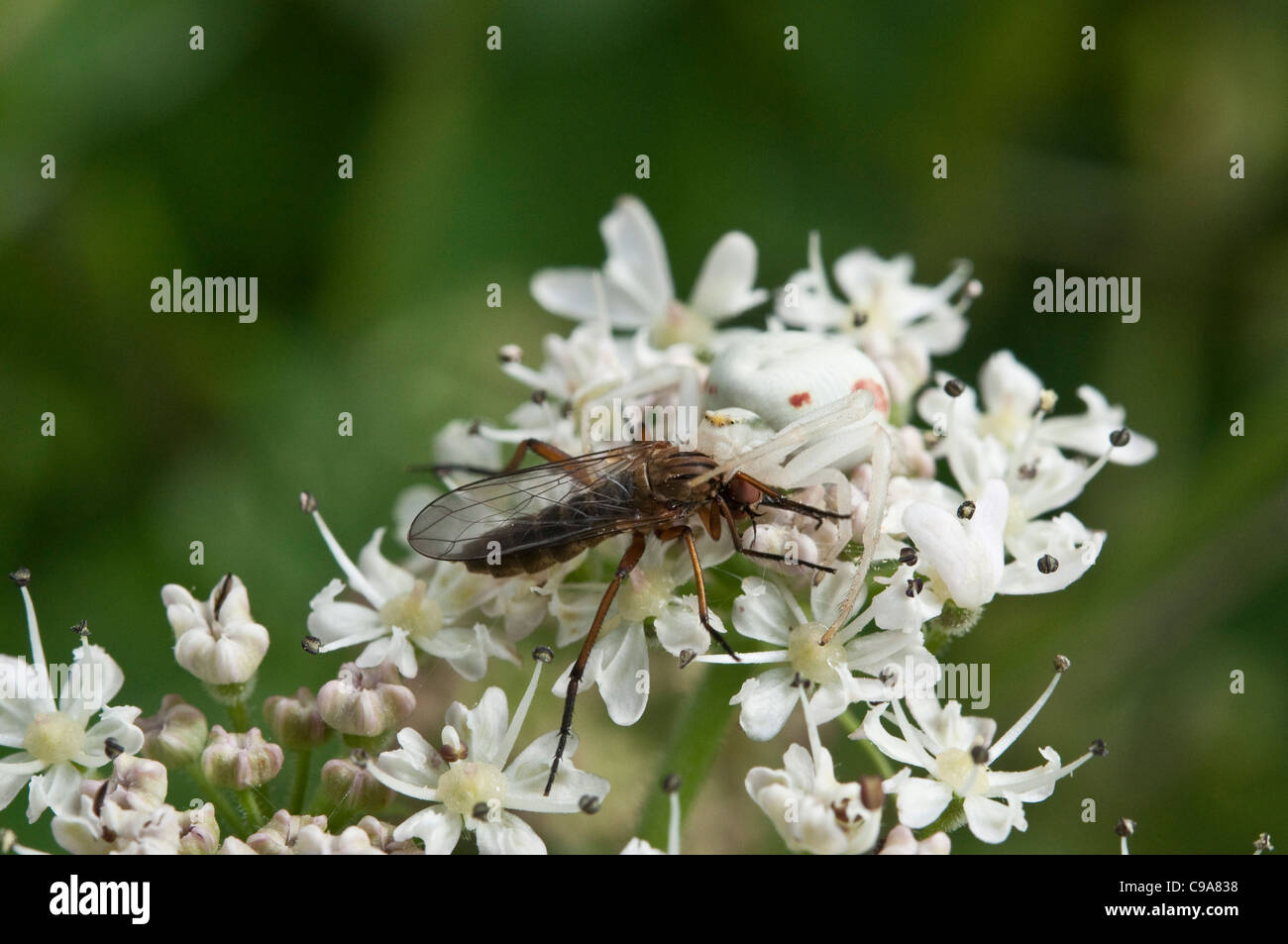 A crab spider hunting in a heathland Stock Photo Alamy