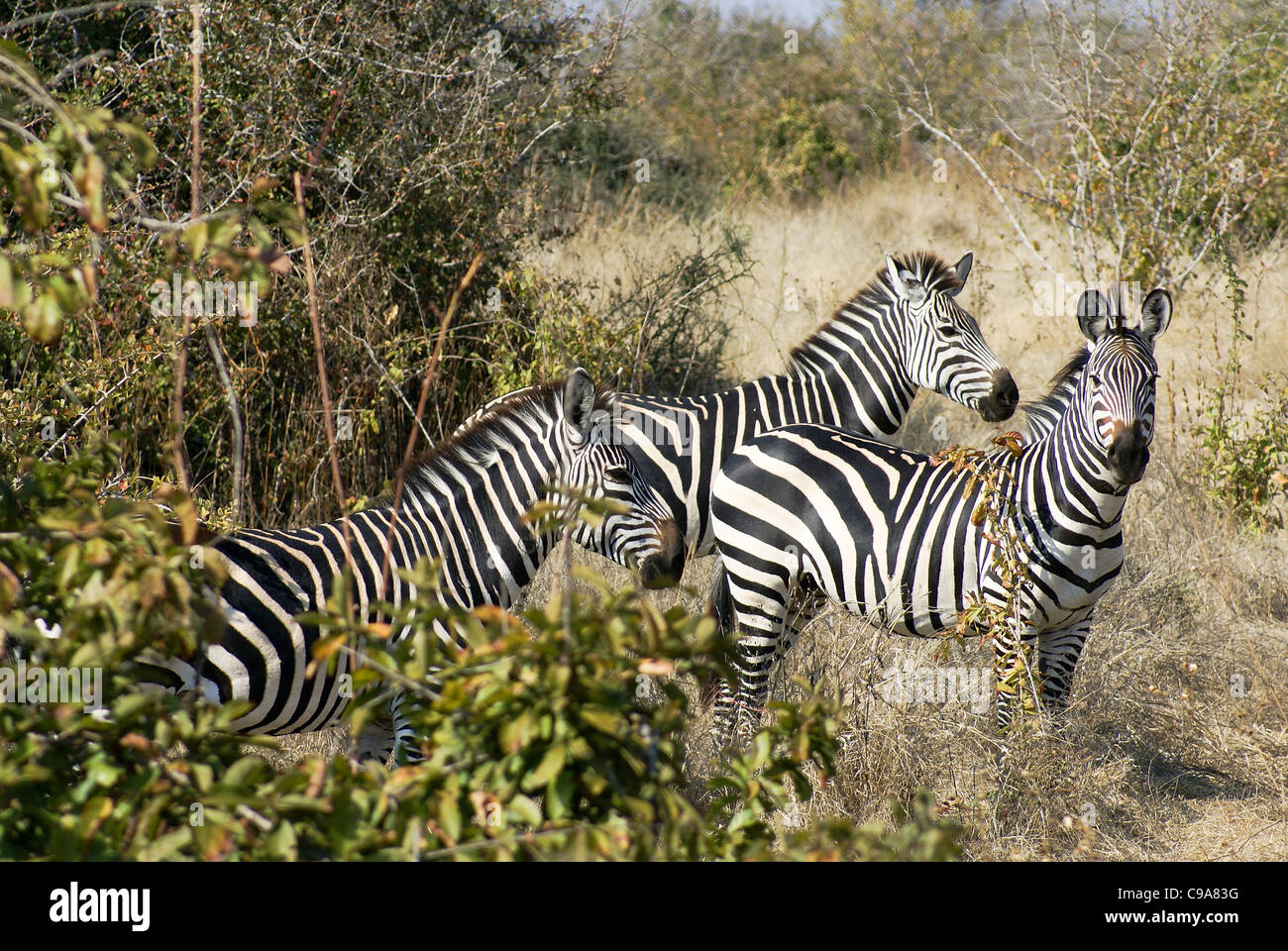 Tanzania wildlife safari A Herd of Zebras Stock Photo