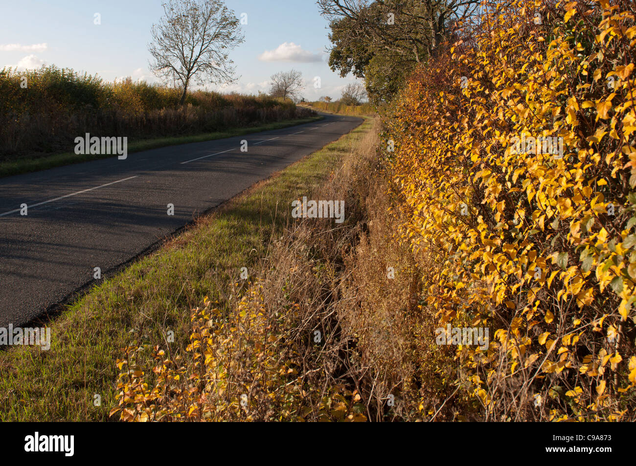 Empty road in autumn, Warwickshire, England, UK Stock Photo