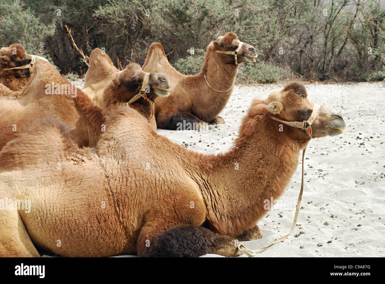 Shaggy Bactrian (two- humped) camels which are shorter and stouter. Stock Photo