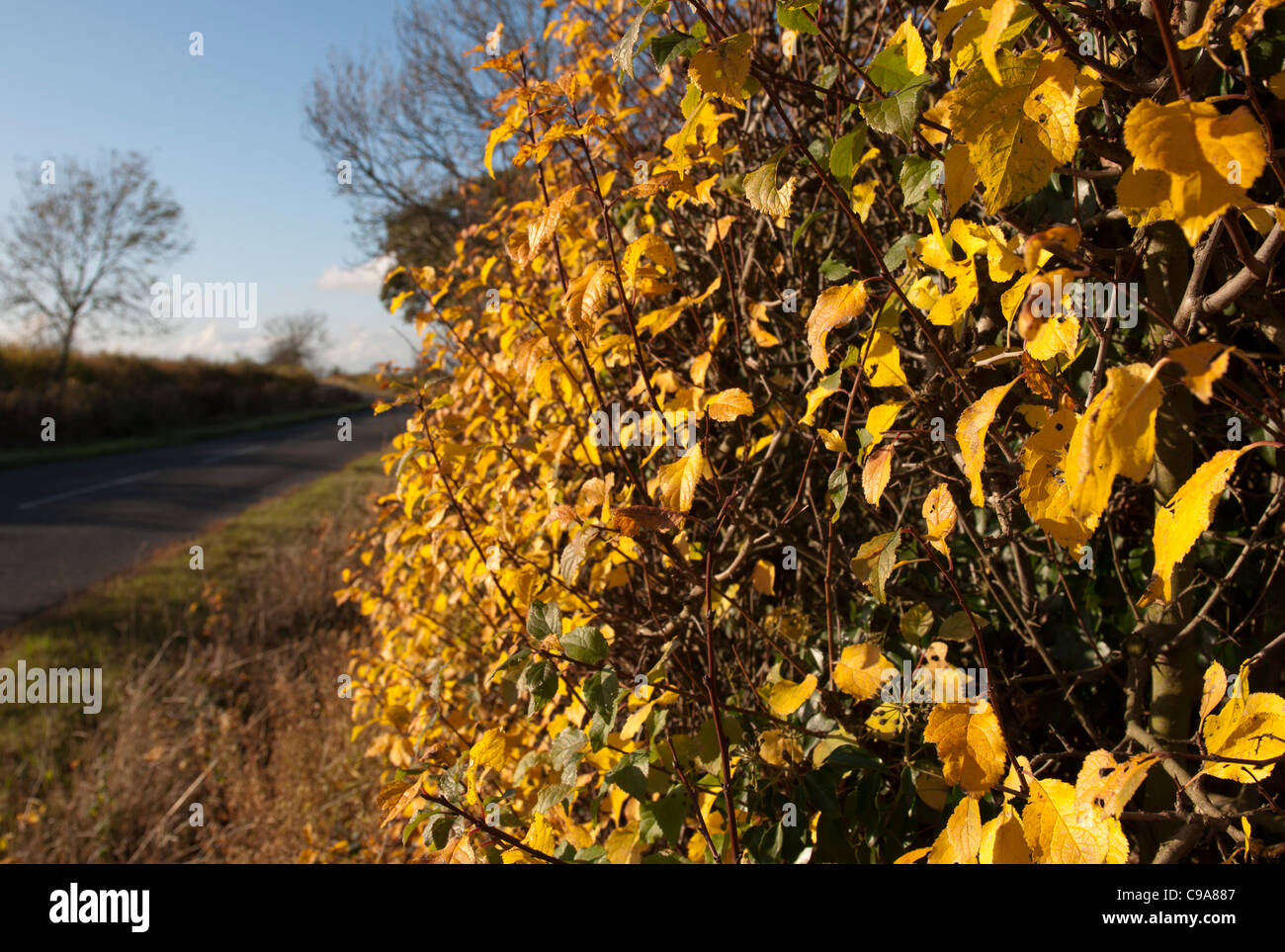 Roadside hedge in autumn, Warwickshire, England, UK Stock Photo