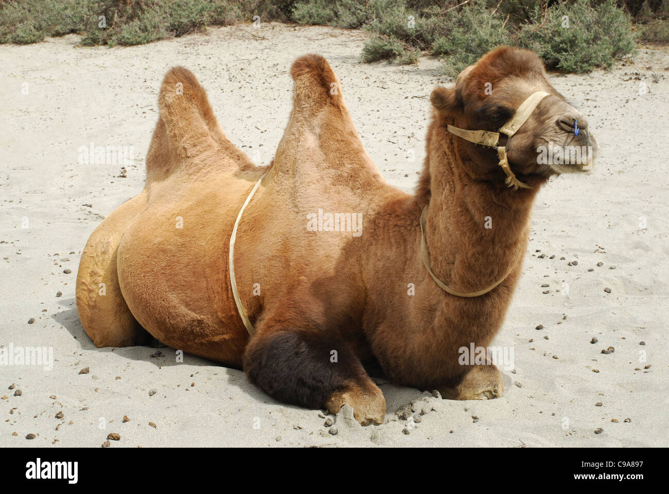 A Shaggy Bactrian (two- humped) camel which are shorter and stouter. Their humps are plump and pliable and collapse in winter wh Stock Photo