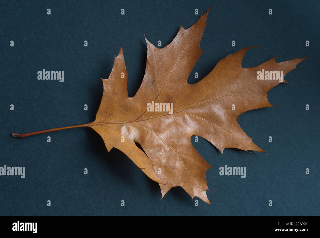Turkey Oak, Quercus cerris,  leaf in autumn Stock Photo
