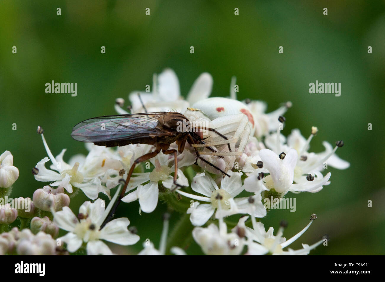 A crab spider hunting in a heathland Stock Photo Alamy