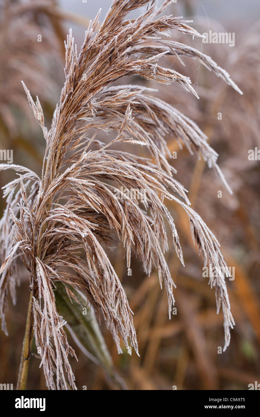 closeup of a frosted sedge Stock Photo Alamy