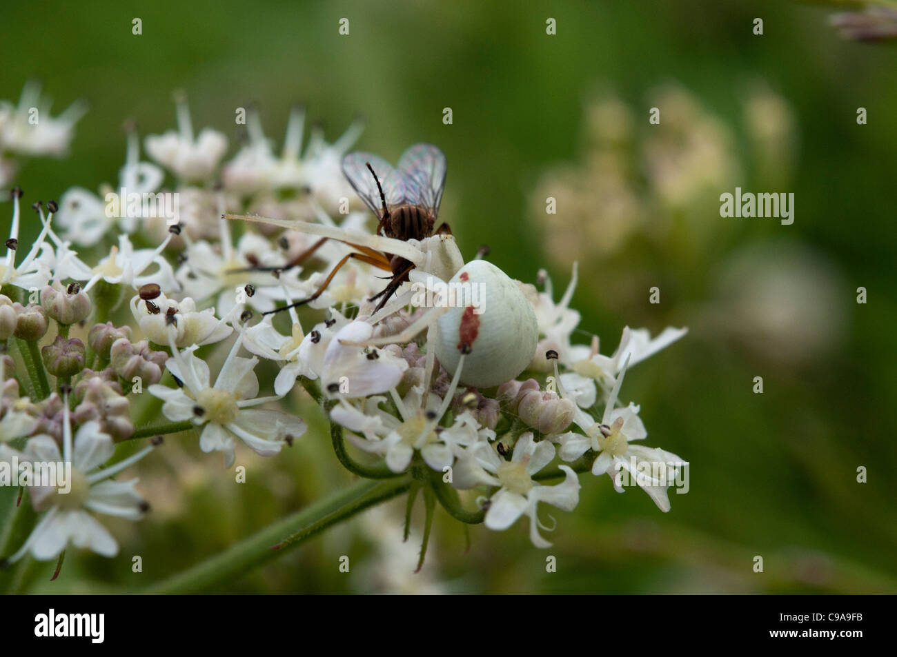 A crab spider hunting in a heathland Stock Photo Alamy