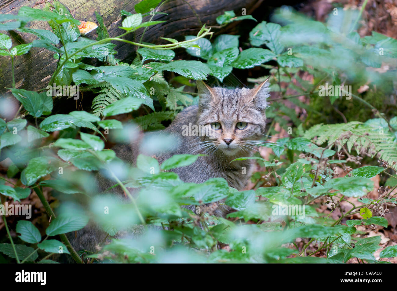 Europäische Wildkatze ,Felis silvestris, European Wildcat Stock Photo