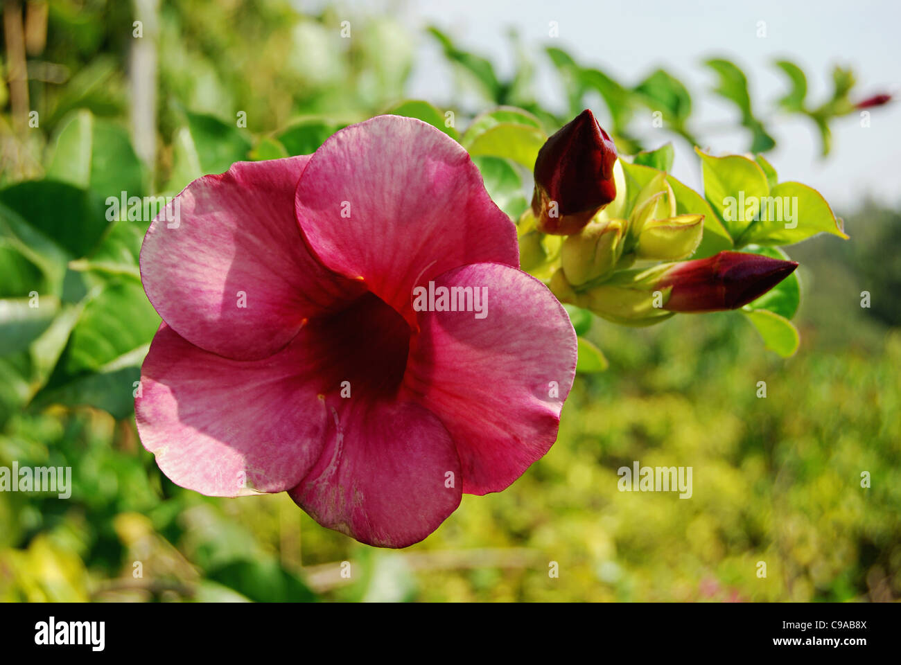 Purple Allamanda Flower. Allamanda is a member of the dogbane (Apocynaceae) family and includes 12 species of evergreen shrubs. Stock Photo